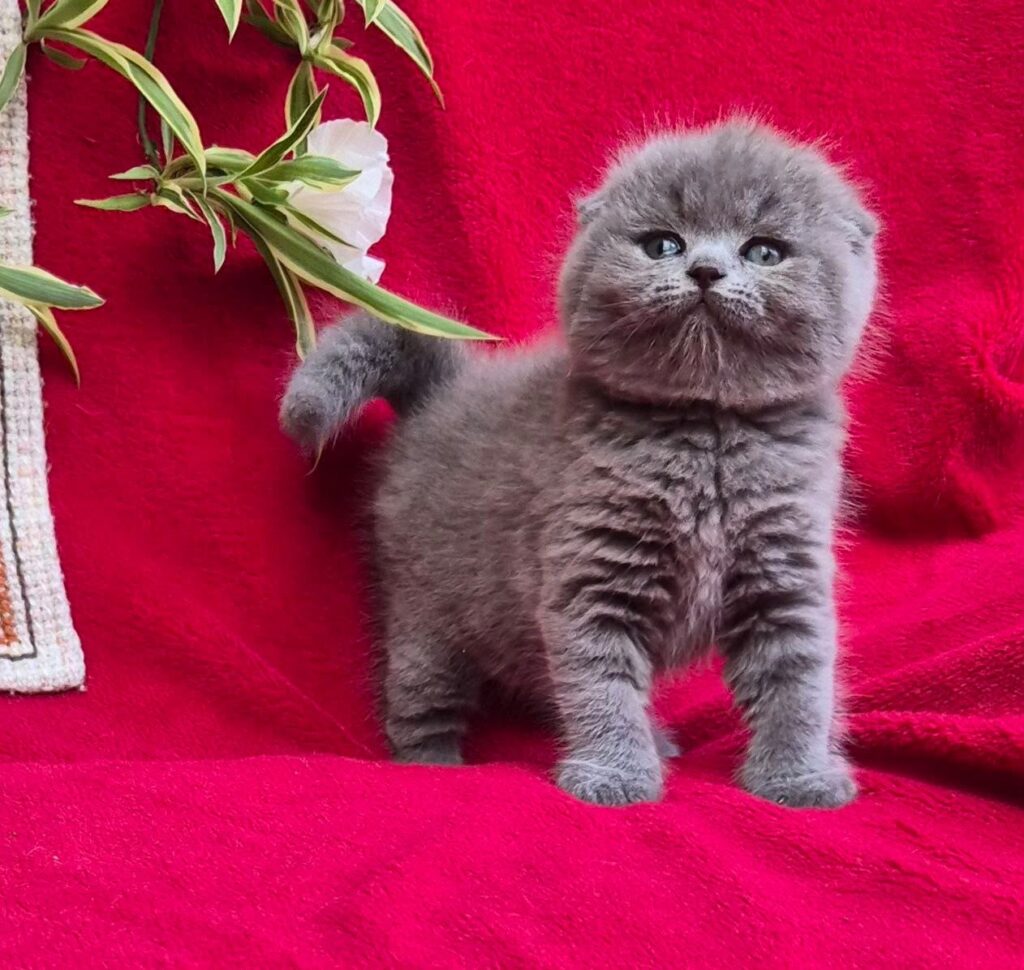 Lexi – Female
