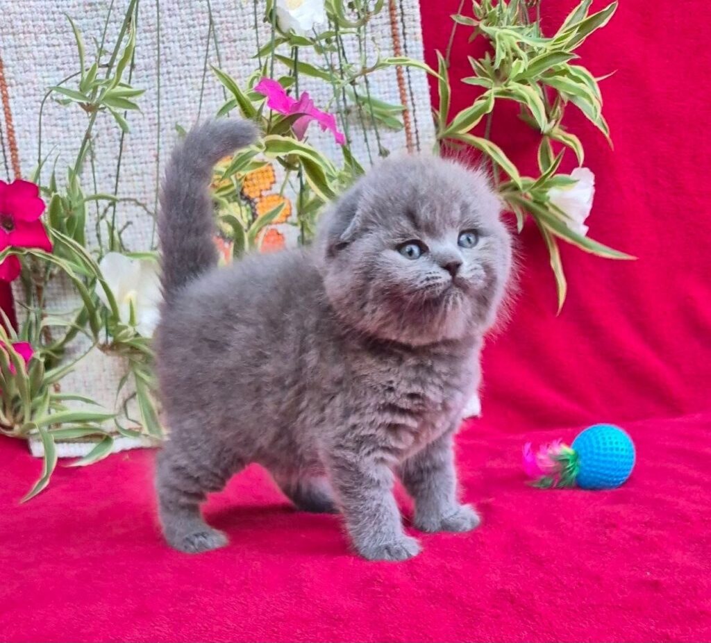 Lexi – Female