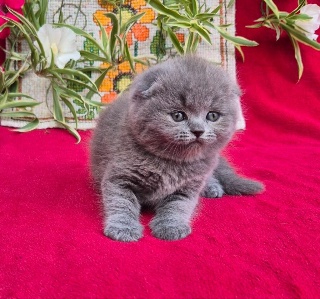 Lexi – Female