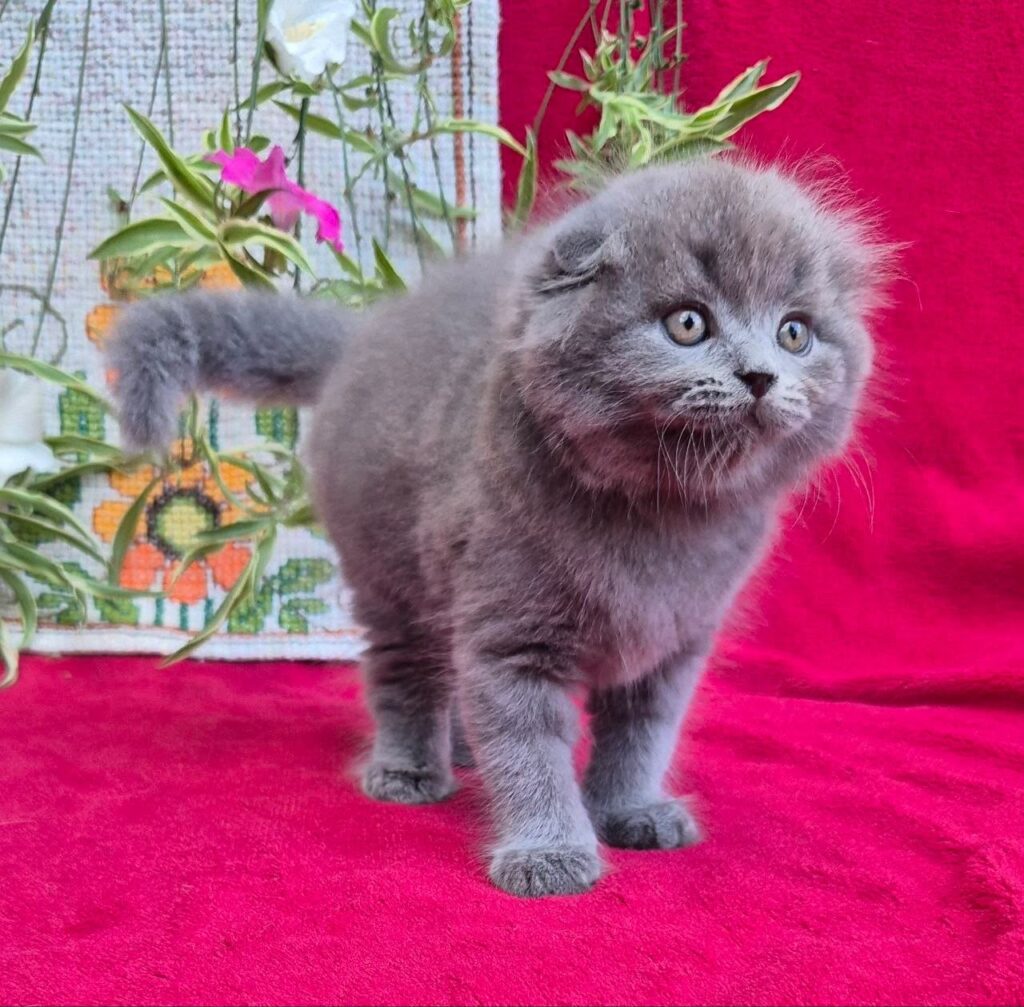 Max – Male