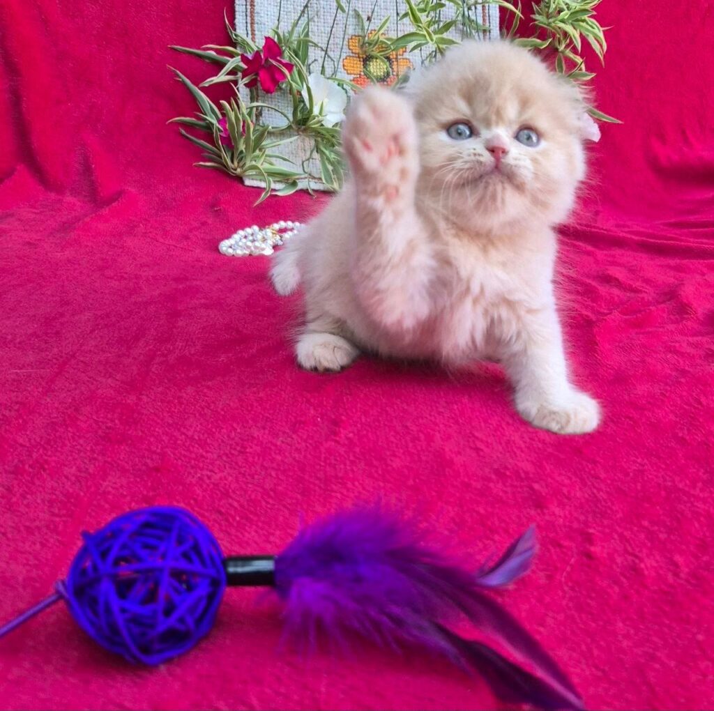 Milo – Male
