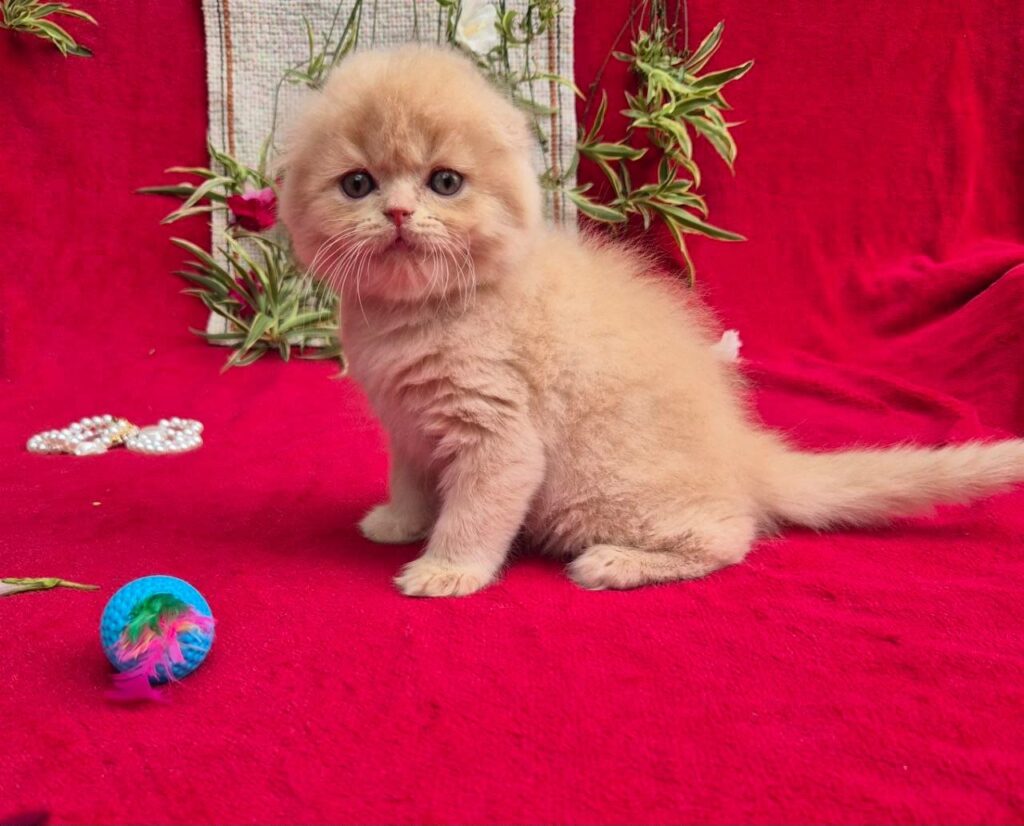 Milo – Male