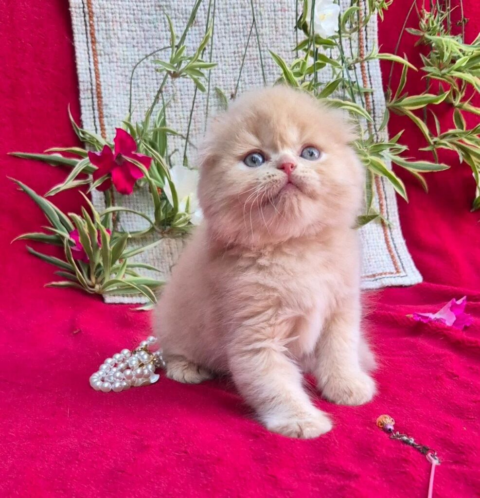 Milo – Male