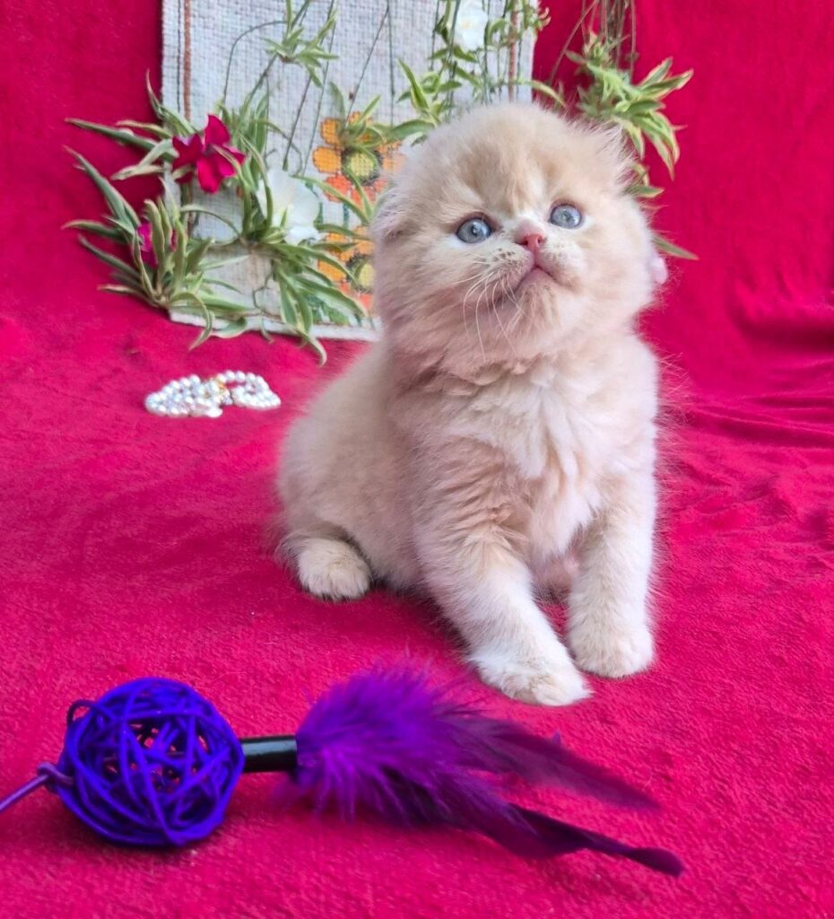 Milo – Male