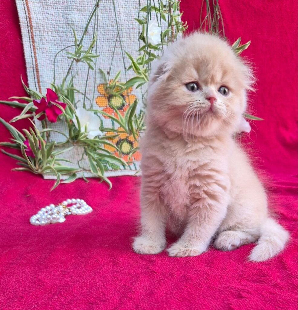 Milo – Male