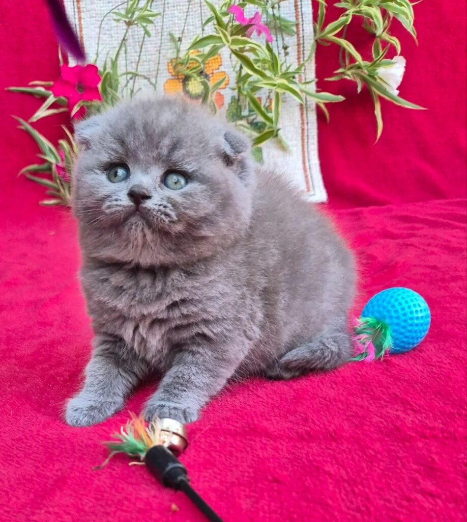 Lola – Female