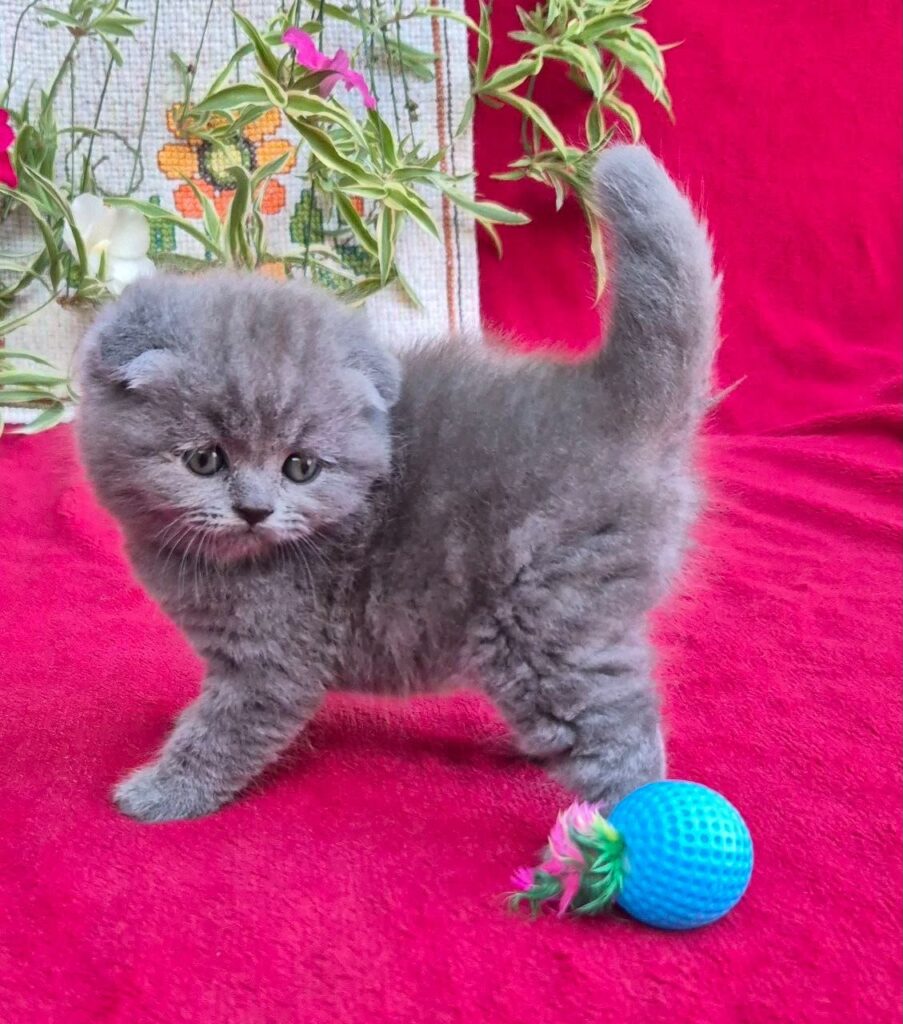 Lola – Female