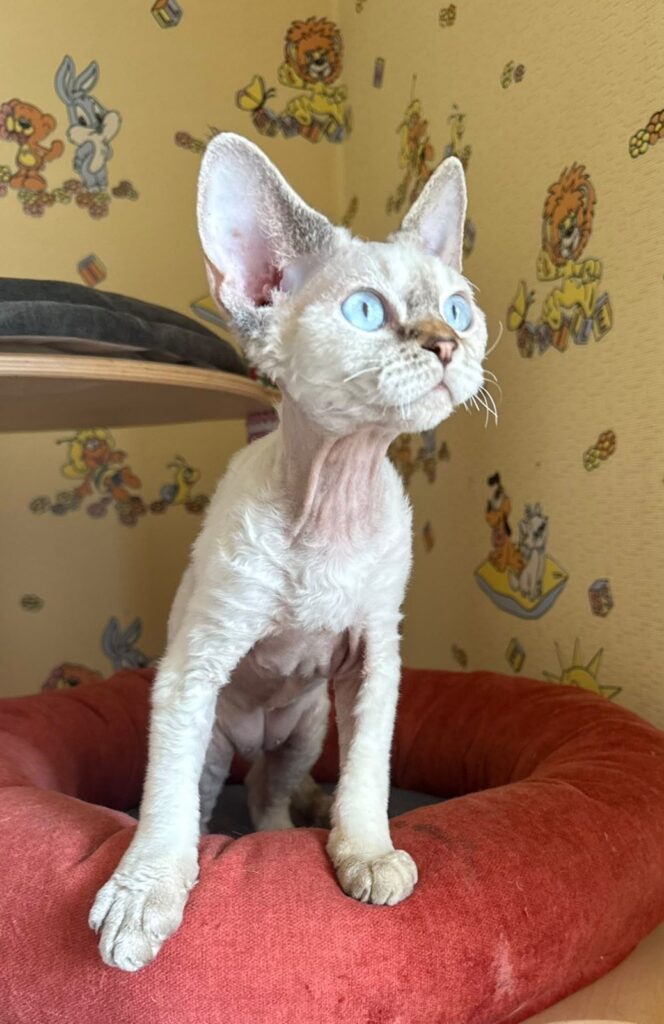 Whiskey – Male