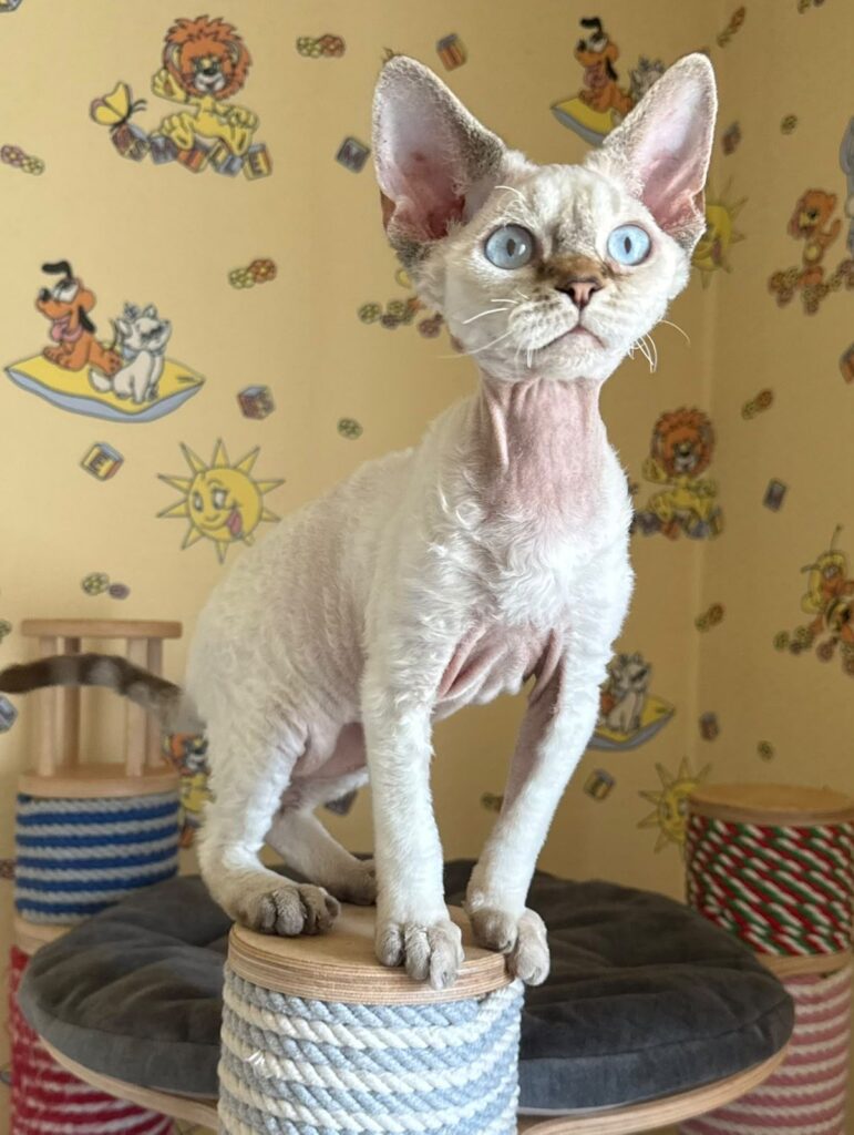 Whiskey – Male