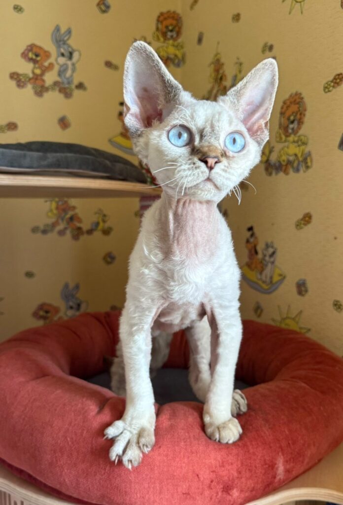 Whiskey – Male