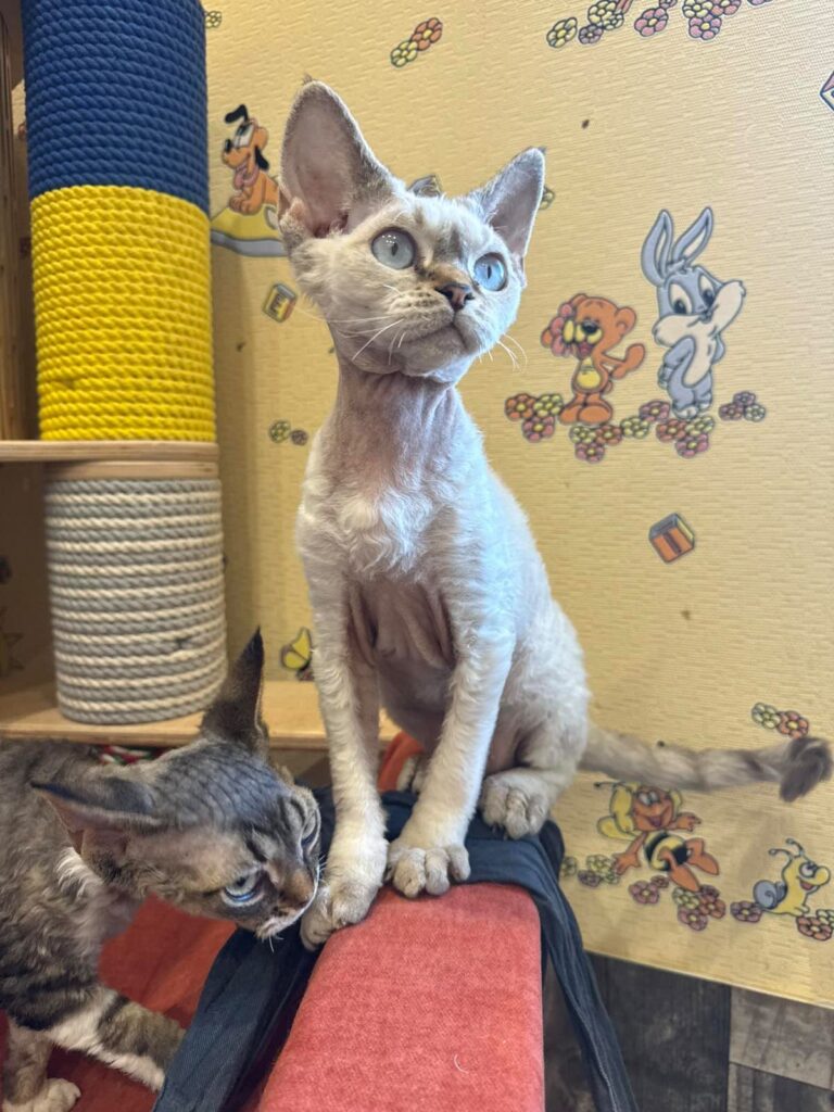 Whiskey – Male