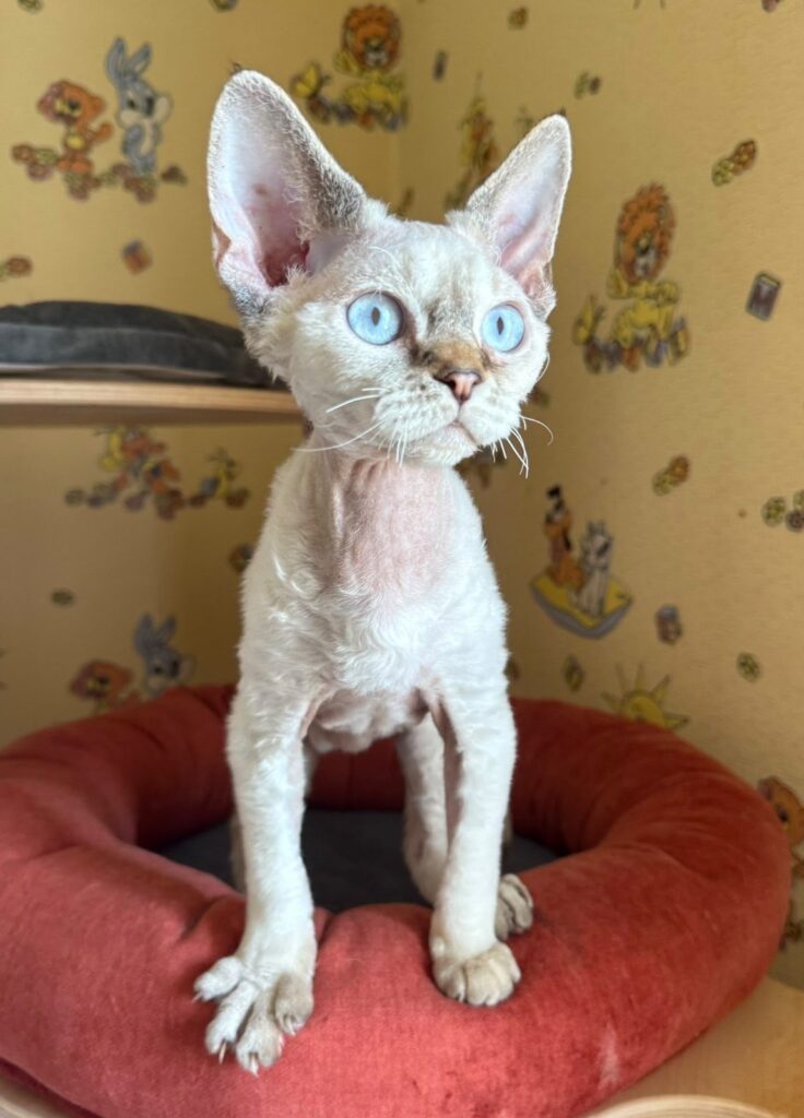 Whiskey – Male