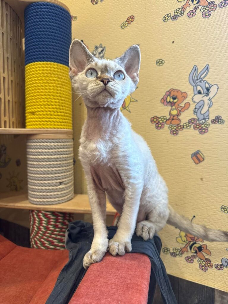 Whiskey – Male