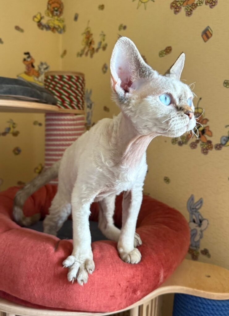 Whiskey – Male