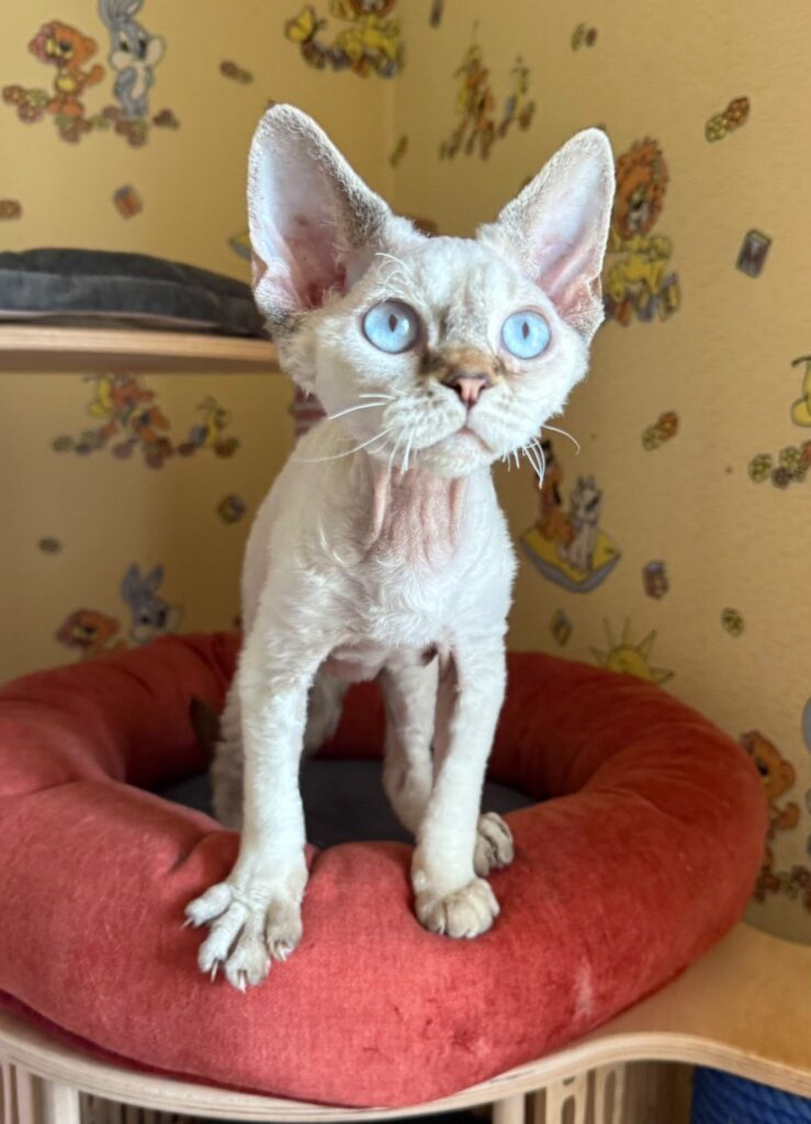Whiskey – Male