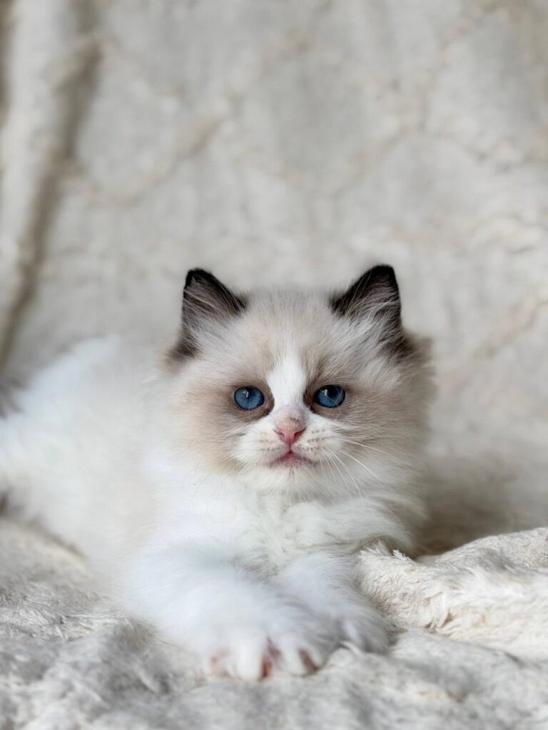 Rory – Male