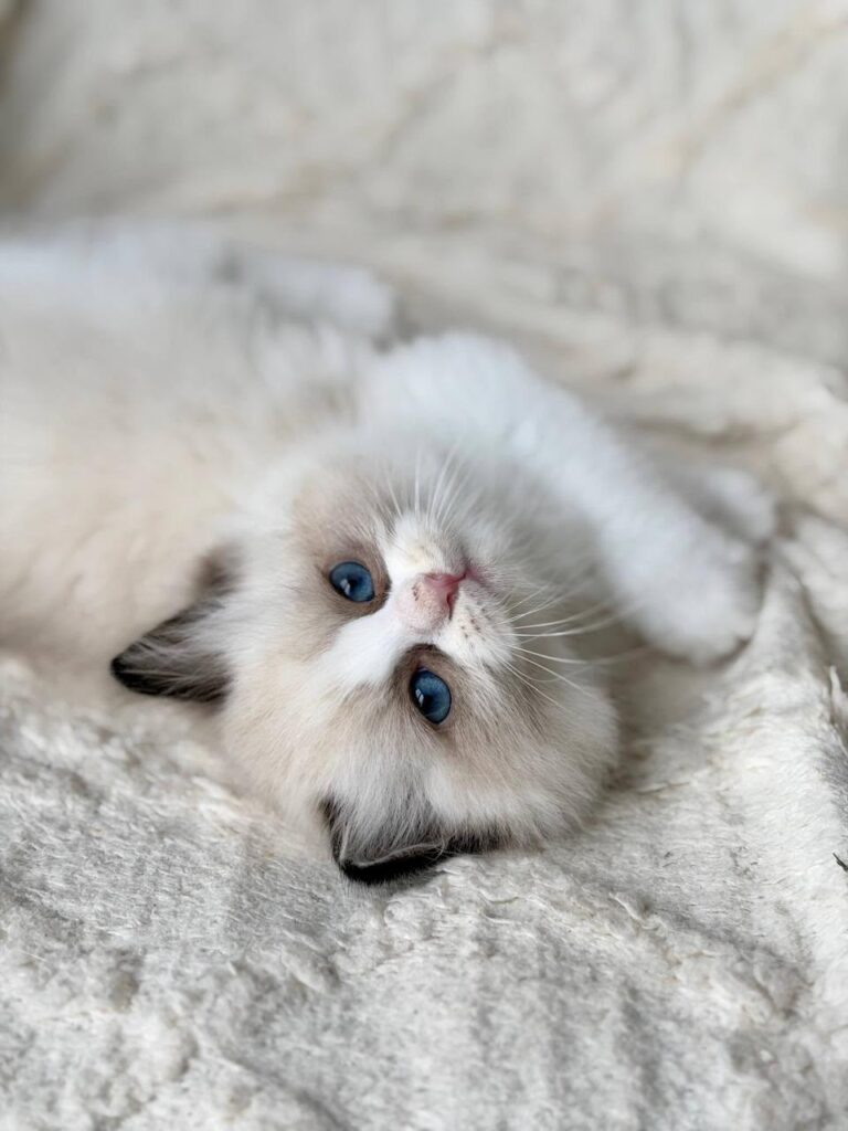 Rory – Male