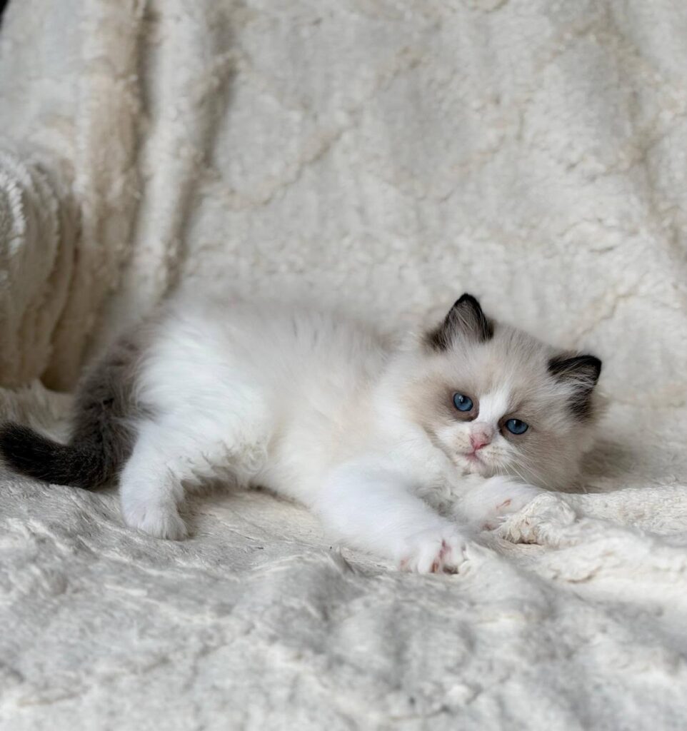 Rory – Male