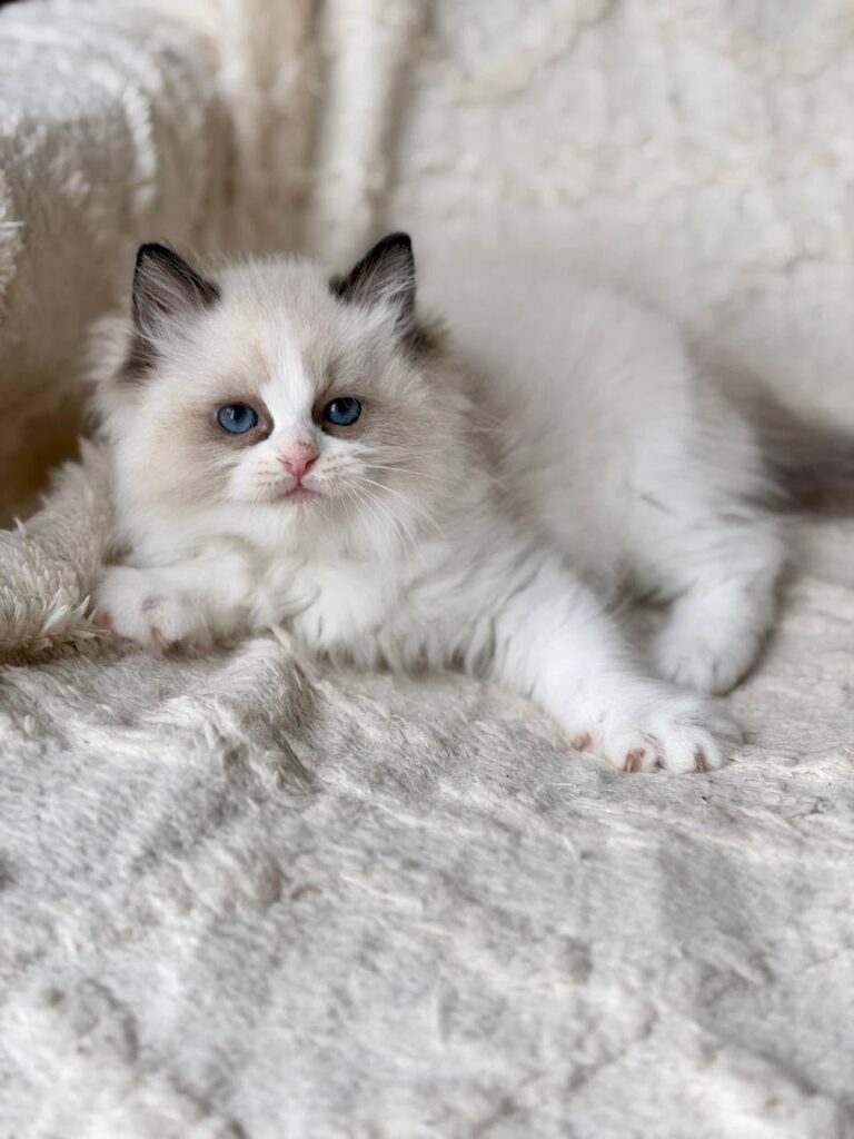 Rory – Male