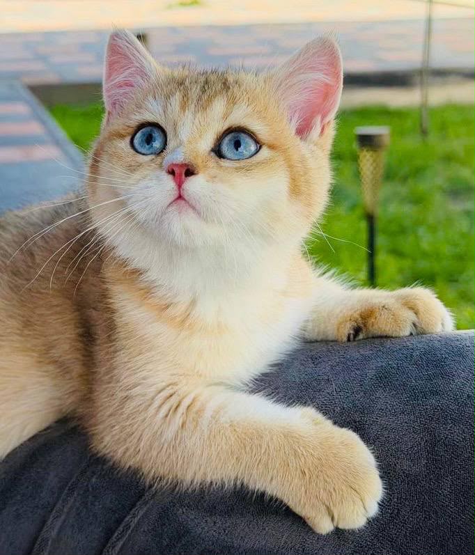 Finik – Male
