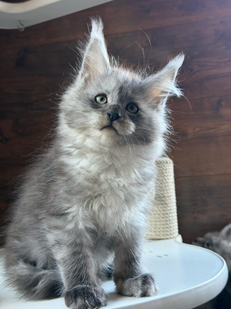 Bruno-male