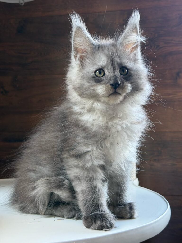 Bruno-male