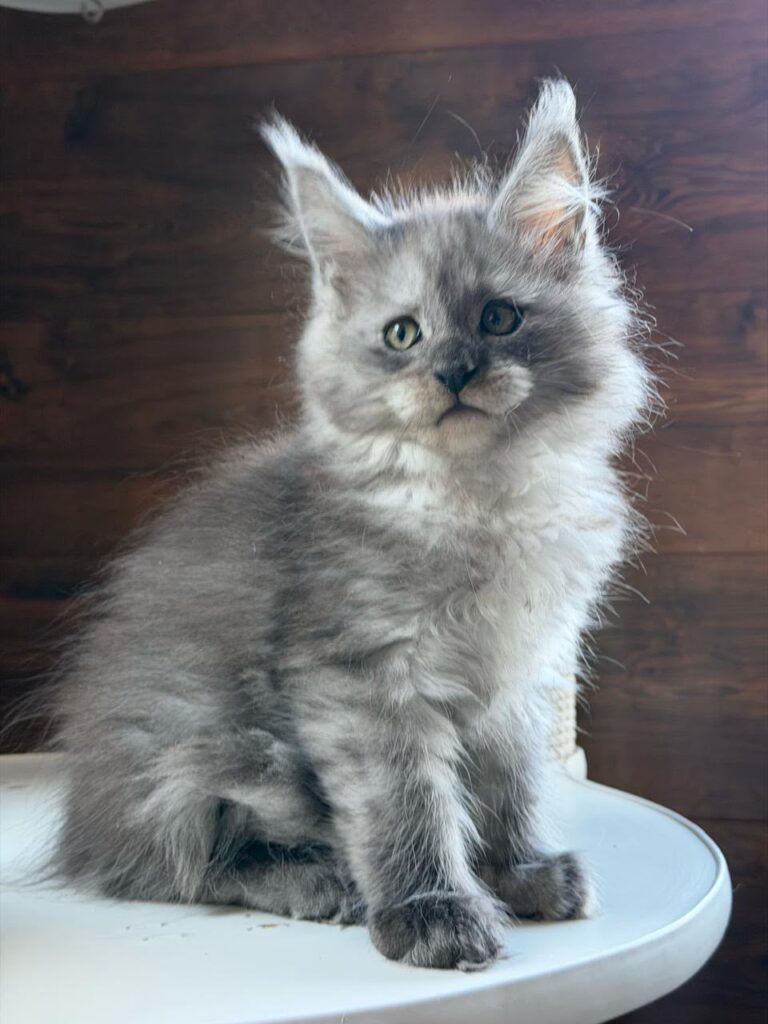Bruno-male