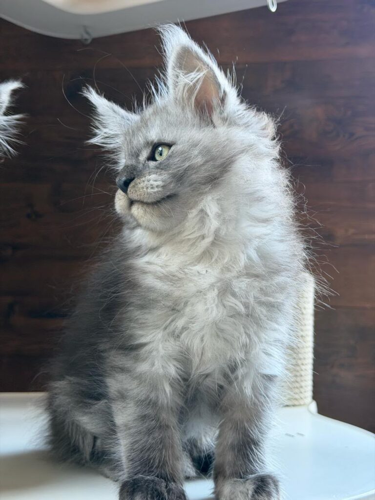 Bruno-male