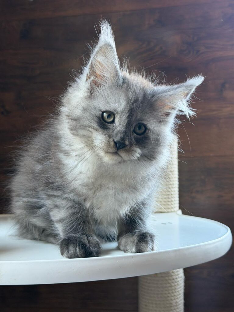 Bruno-male