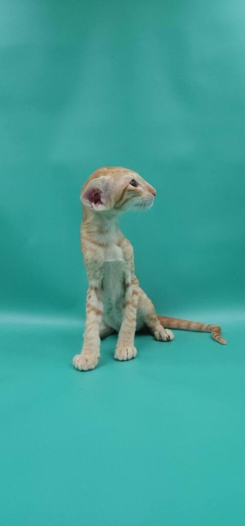 Yusuff – Male