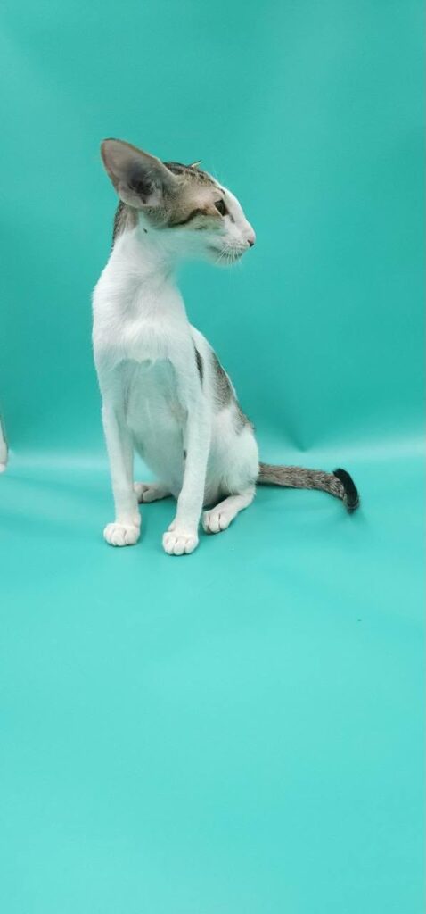 Xena – Male