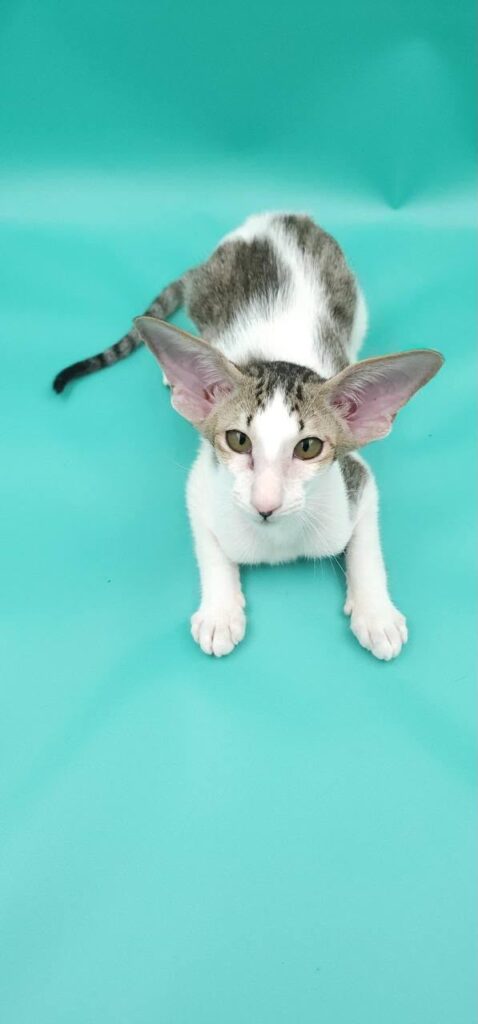 Xena – Male