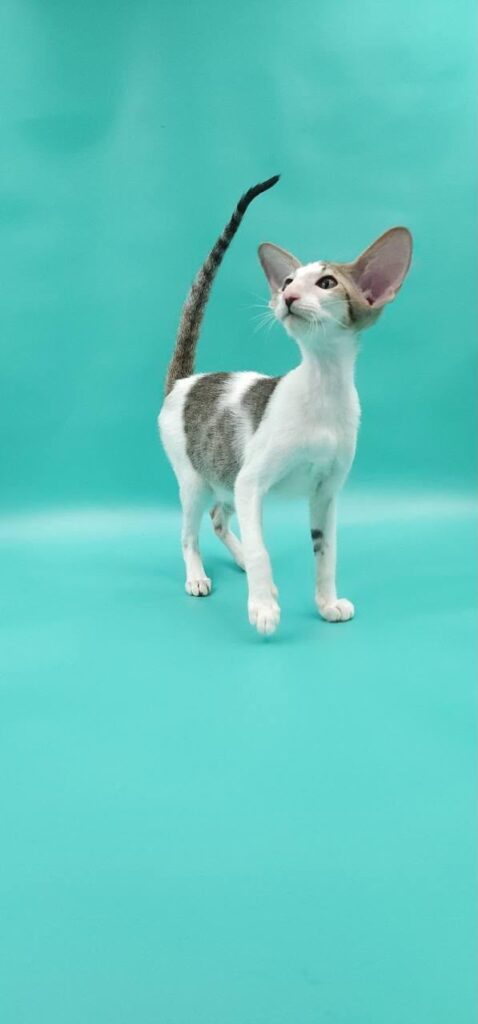 Xena – Male