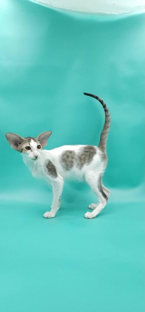 Xena – Male