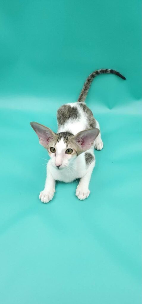 Xena – Male