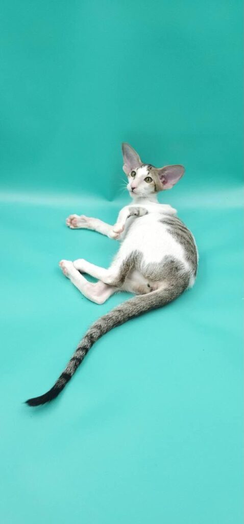Xena – Male