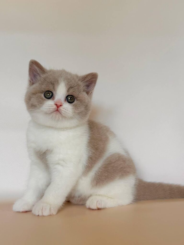 Hana – Female