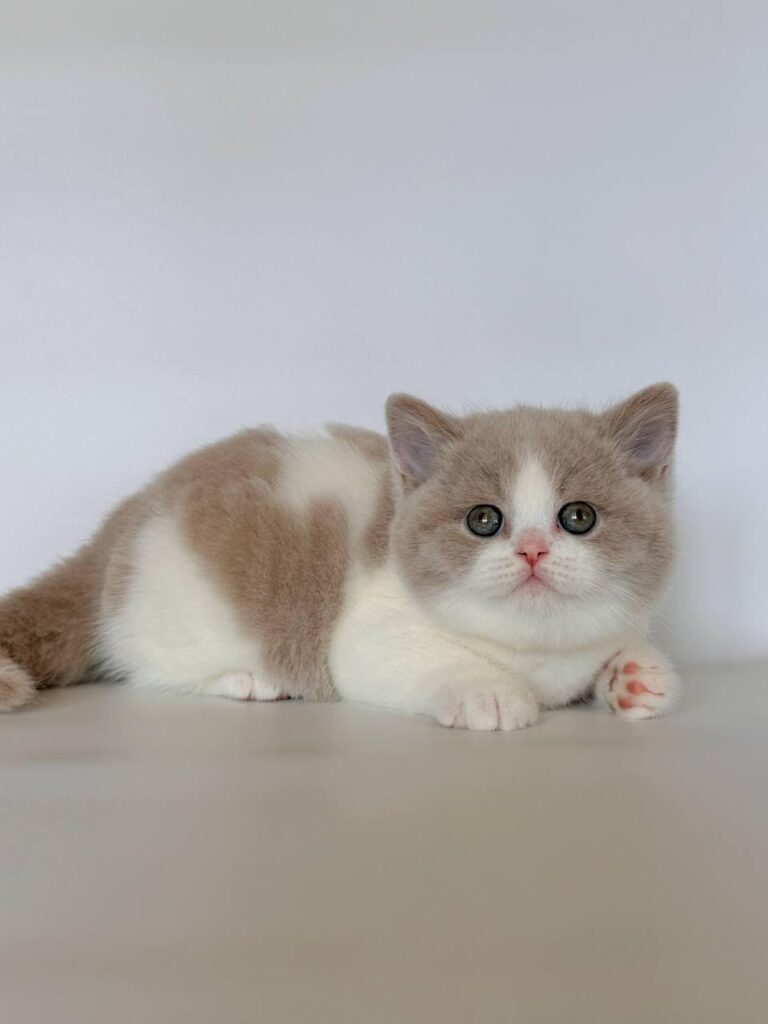 Hana – Female