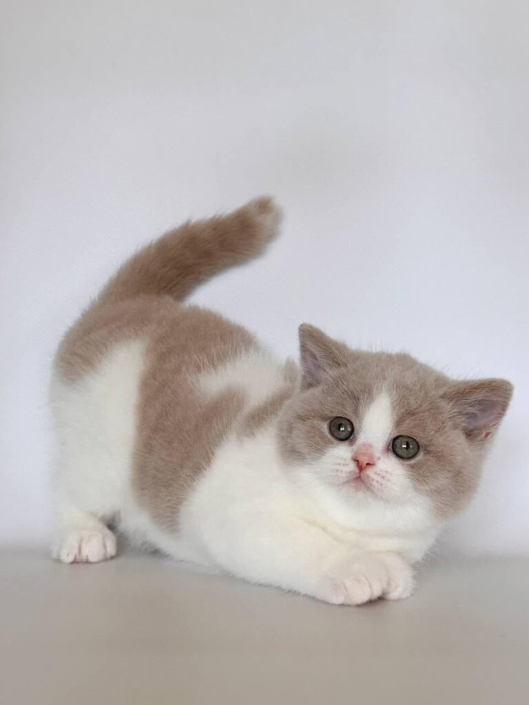 Hana – Female
