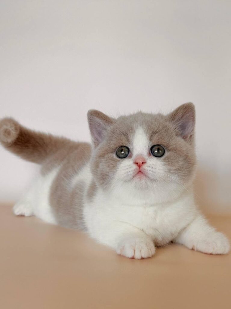 Hana – Female