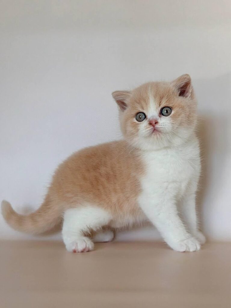Hugo – Male