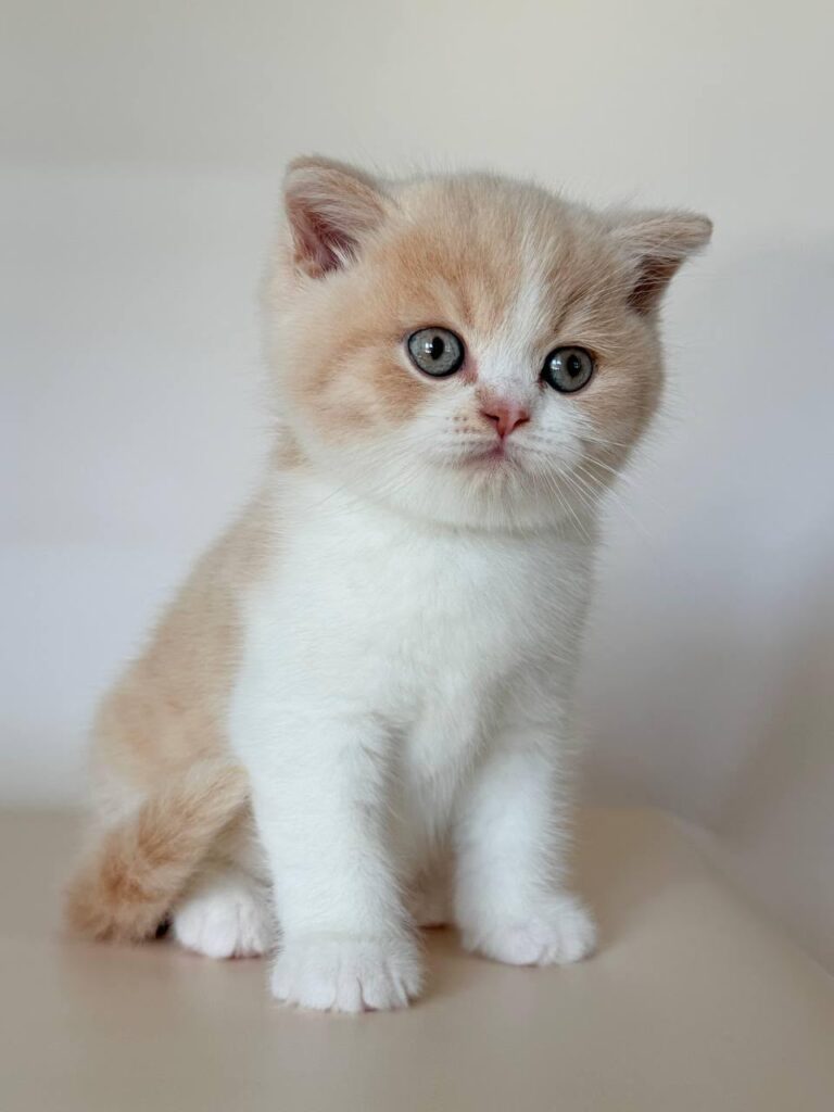 Hugo – Male