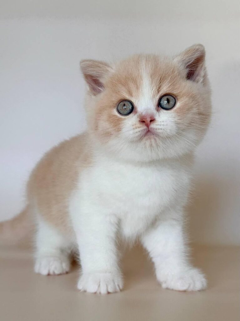 Hugo – Male