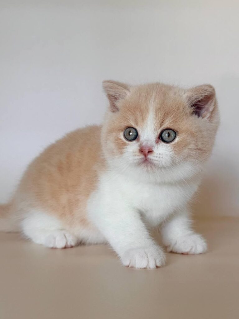 Hugo – Male