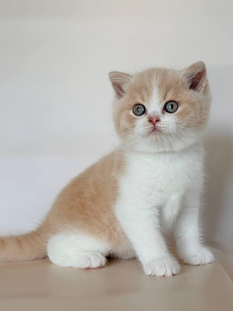 Hugo – Male