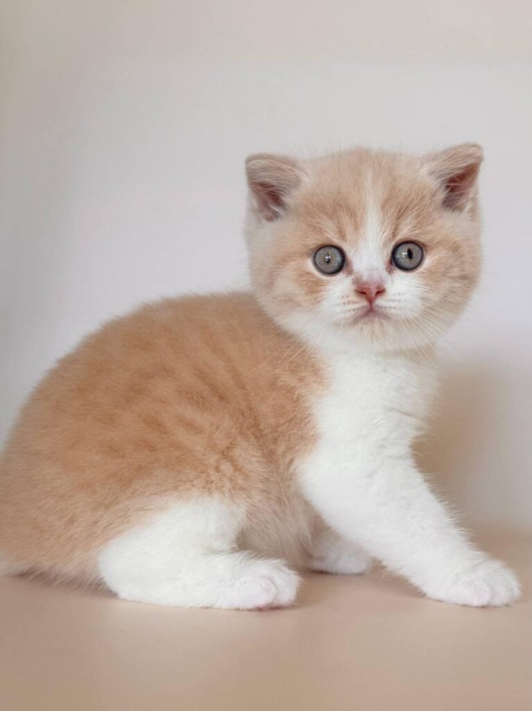 Hugo – Male