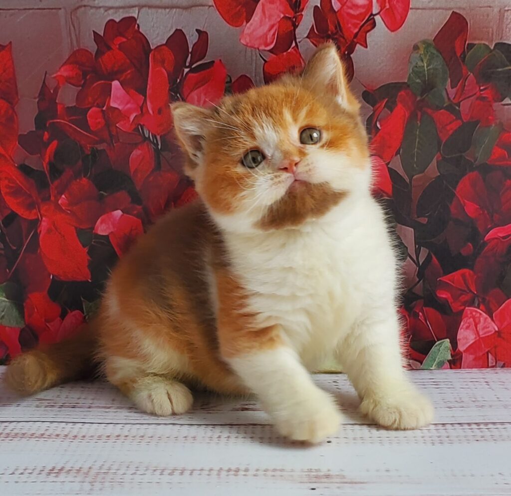 Iriska – Female