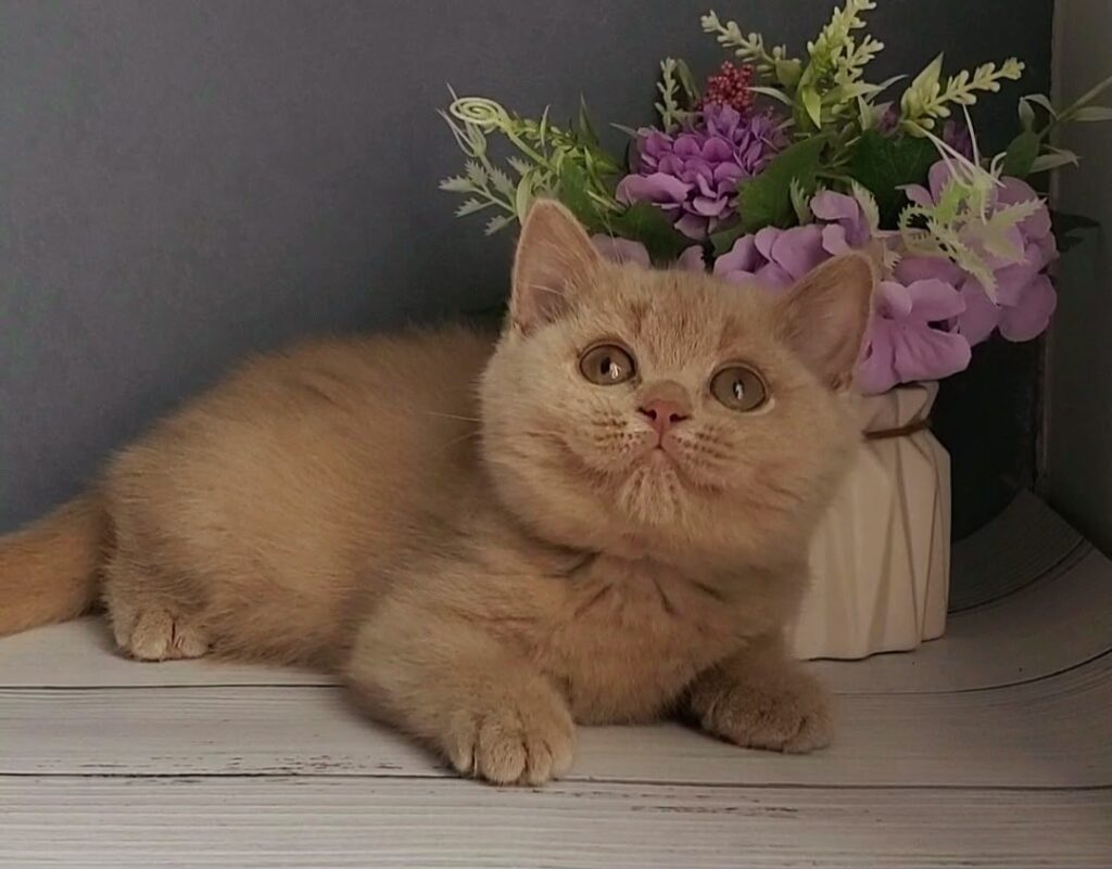 Feya – Female