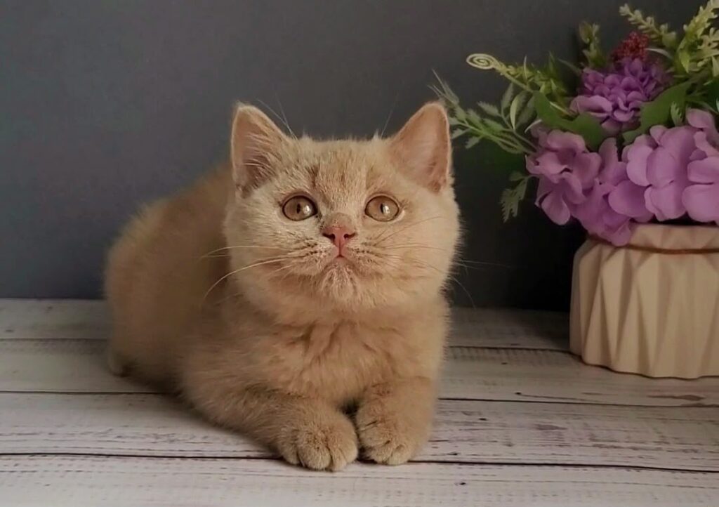 Feya – Female