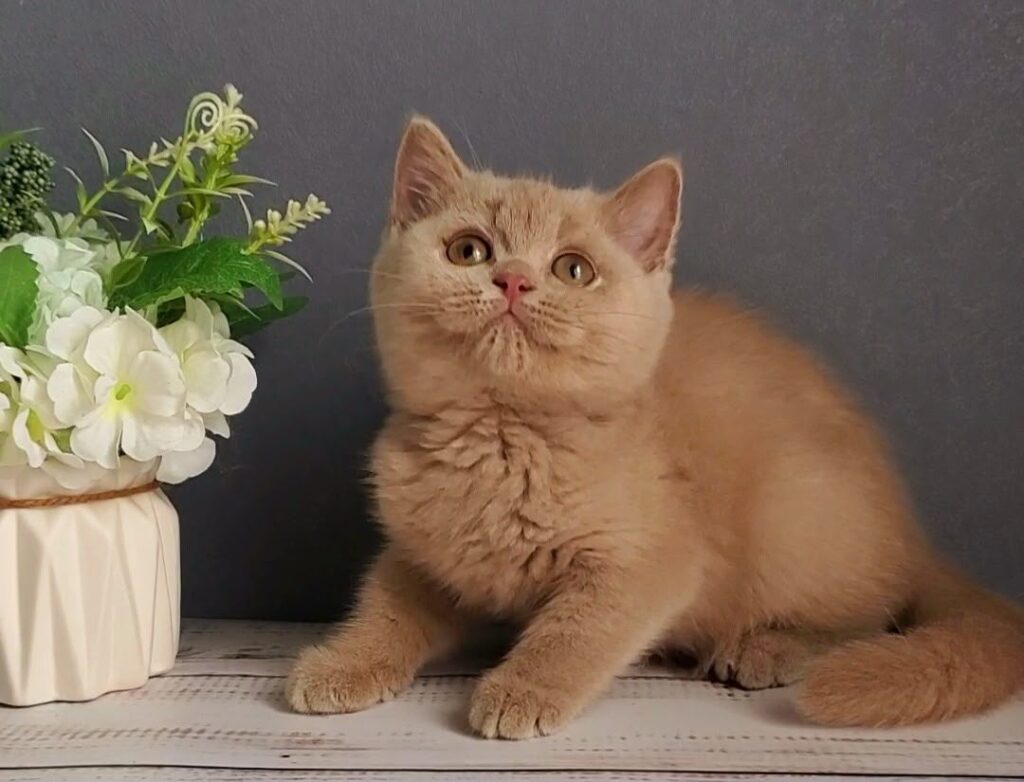 Feya – Female